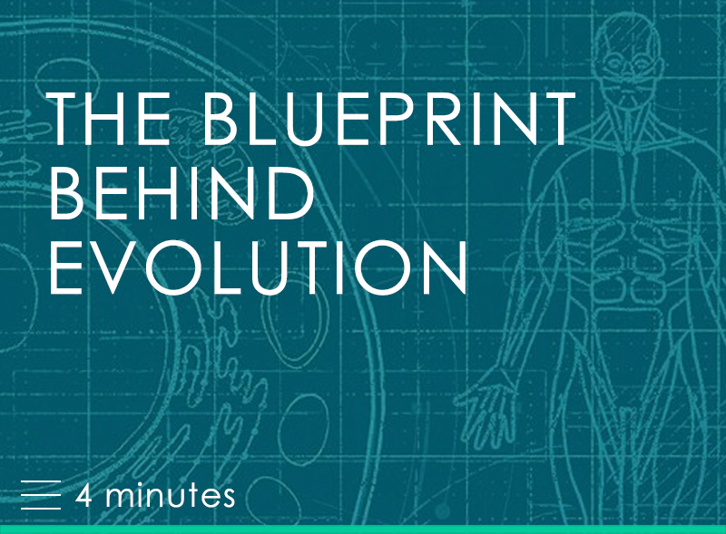 The Blueprint Behind Evolution
